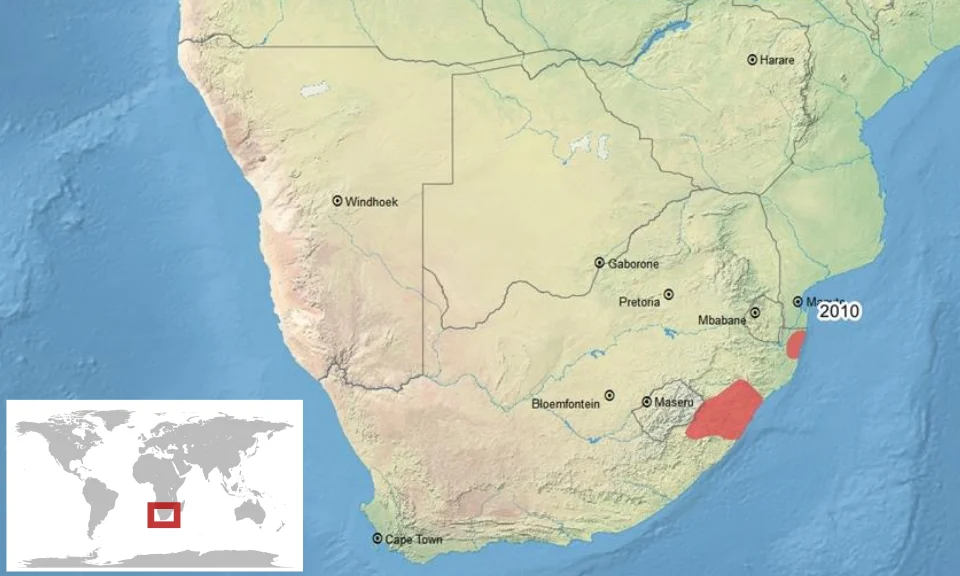 geographic distribution of Cacosternum striatum