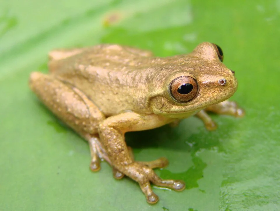 Dendropsophus columbianus