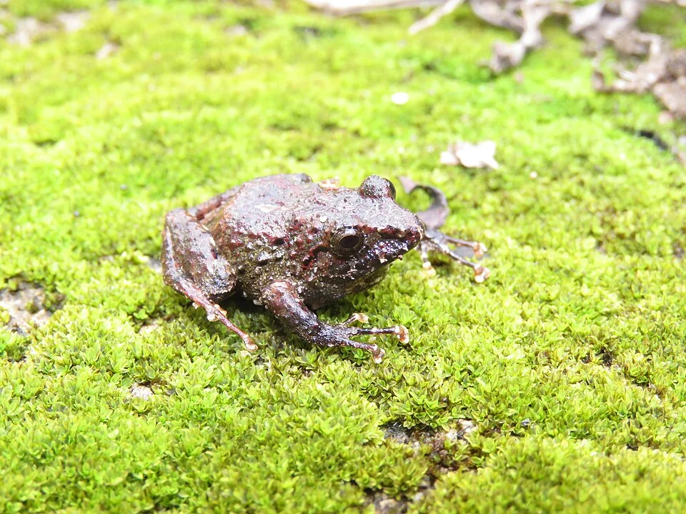 An adult of Ischnocnema holti in Tinguá, Nova Iguaçu, Rio de Janeiro, Brazil.