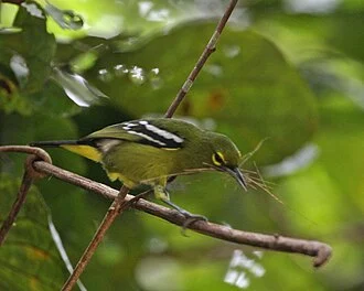Green Iora 
Aegithina viridissima
March 4, 2007 
Panti Forest, Johor, Malaysia
Status: Near threatened www.birdlife.org/
Distribution: http://www.bsc-eoc.org/avibase/avibase.jsp?pg=map&lang=EN&id=C3CA4E6B6B020E4A&ts=1182787761390


125Y5002
