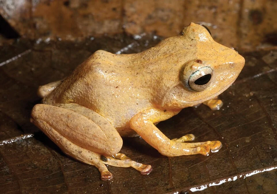 Female Platymantis polillensis (KU 330235) from mid elevation of Mt. Cagua. Photo: RMB.