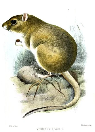 Meriones shawi (Female)