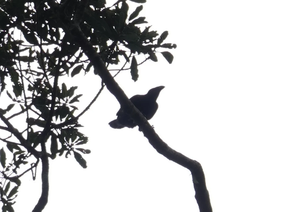 Bougainville Crow Corvus meeki in Bougainville
