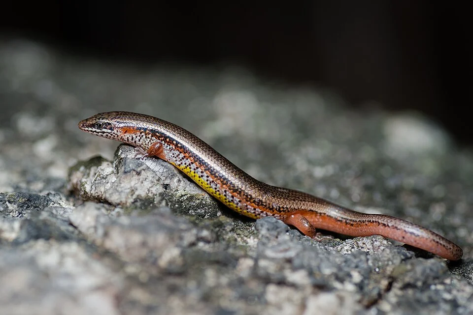 Bowring's supple skink (Lygosoma bowringii). Cha-am, Phetchaburi, Thailand. Size (snout to vent) up to 6 cm, total length up to 12 cm.