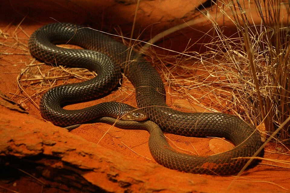 King Brown (Pseudechis australis), Sydney Wildlife Zoo, Australia