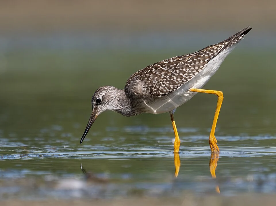 Lesser yellowlegs (Tringa flavipes) on the Jamaica Bay Wildlife Refuge East Pond (Queens, NY, USA)