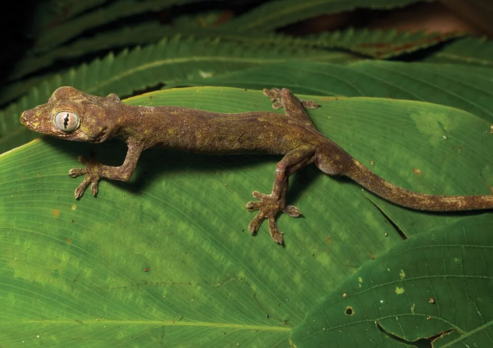 Pseudogekko compressicorpus (KU 330058) from 850 m on Mt. Cagua. Photo: RMB.