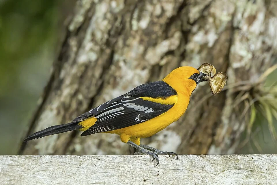 Altamira oriole (Icterus gularis gigas) Copan, Honduras