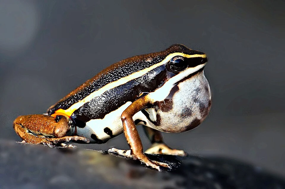 Picture of Ameerega munduruku from iNaturalist.