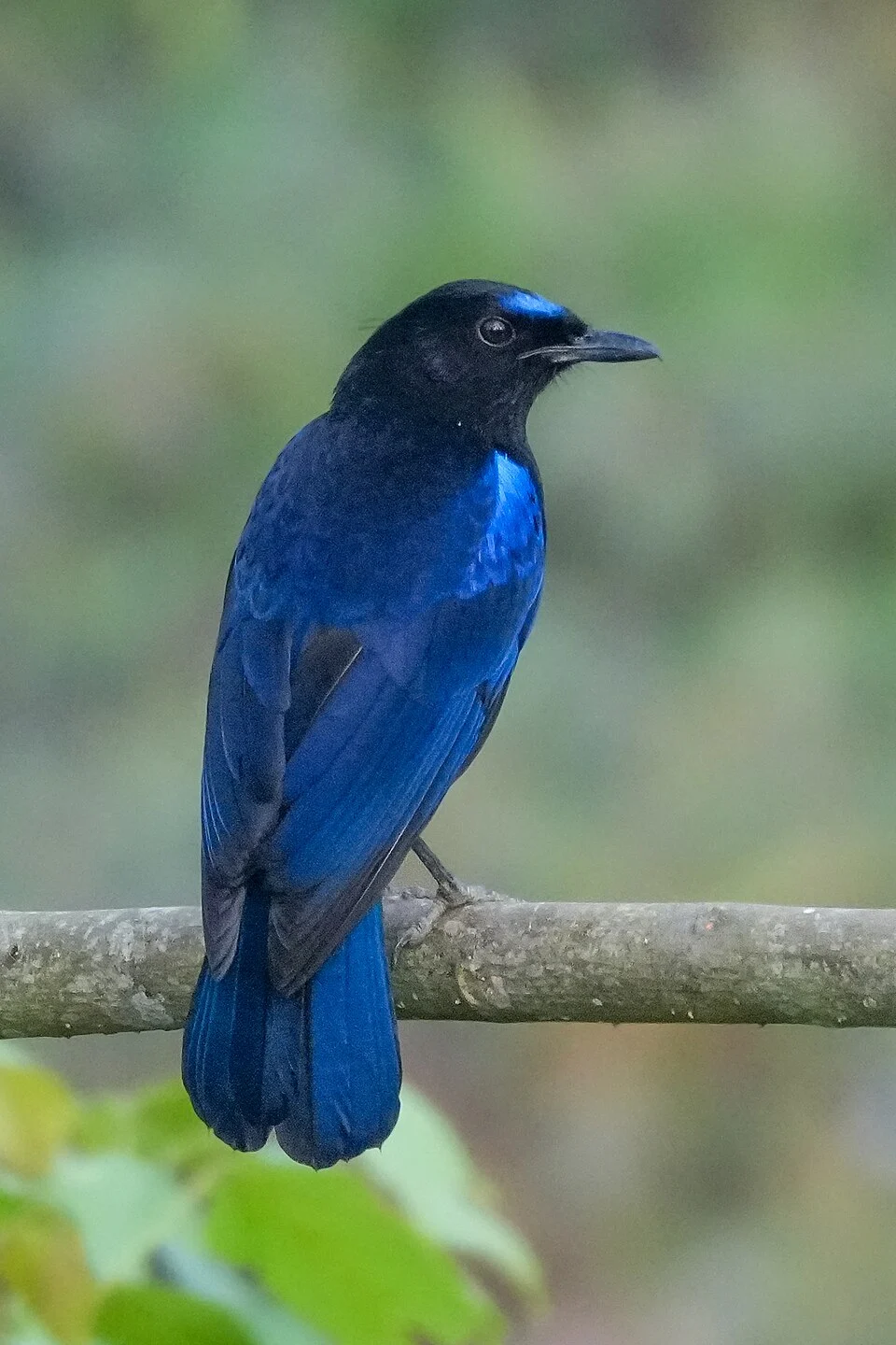 Malabar whistling thrush (Myophonus horsfieldii), Sheikalmudi, Valparai, Tamil Nadu