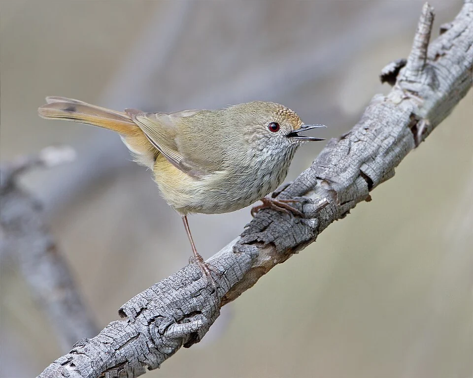 Brown thornbill (Acanthiza pusilla), Risdon Brook Park, Tasmania, Australia
