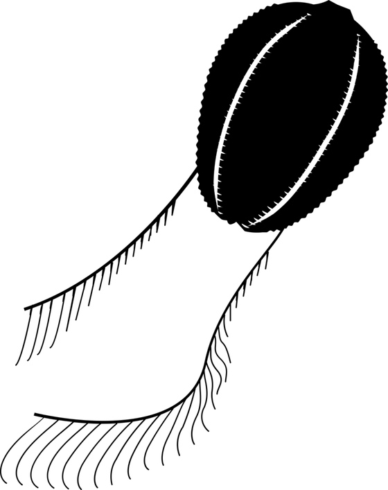 Steven Haddock’s black silhouette of Hormiphora californensis, with oval comb-jelly body and two trailing branched tentacles