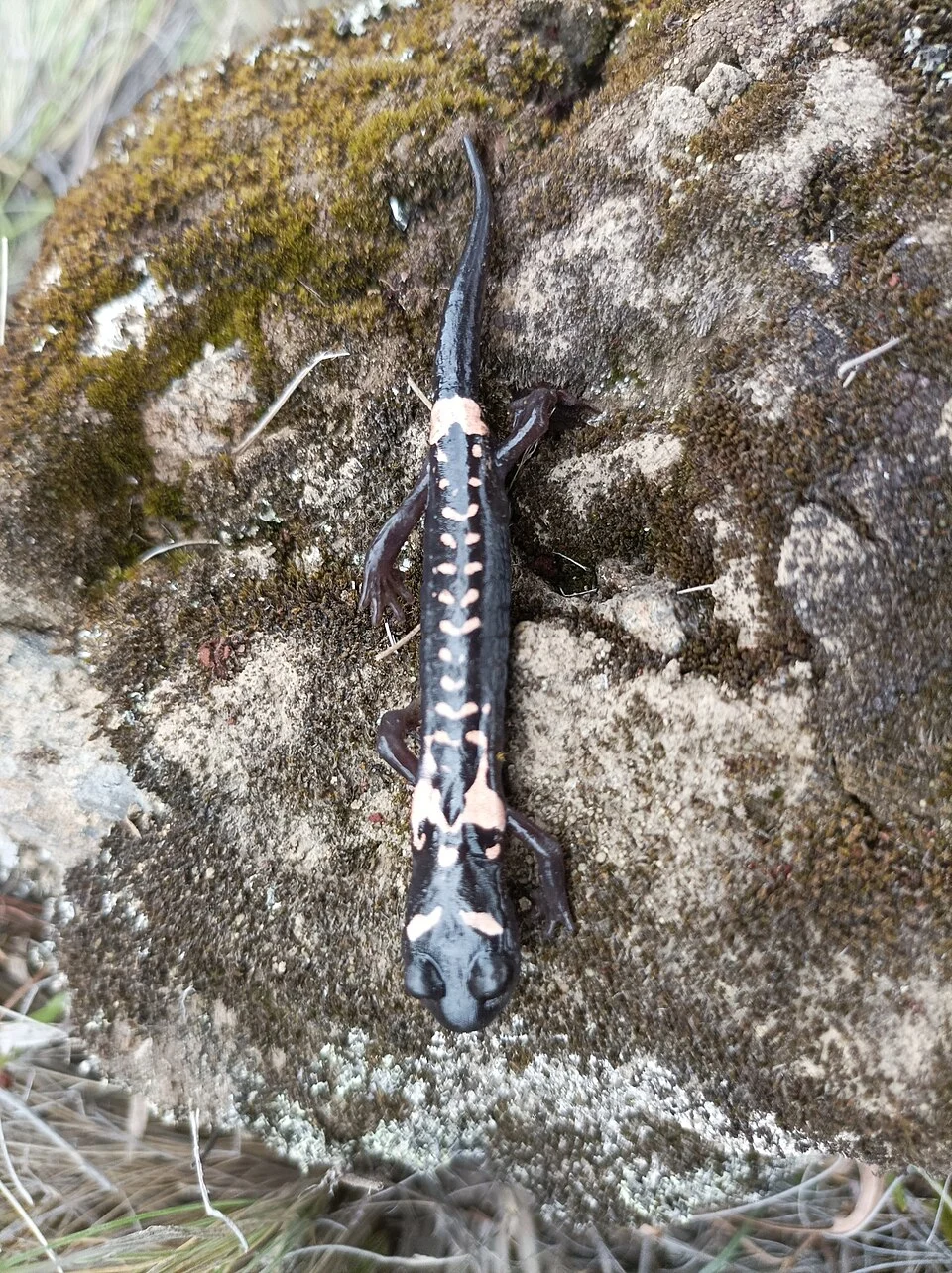 Isthmura naucampatepetl in Puebla, Mexico. Photo by Wouter Beukema. Original iNaturalist observation here: https://www.inaturalist.org/observations/176097724