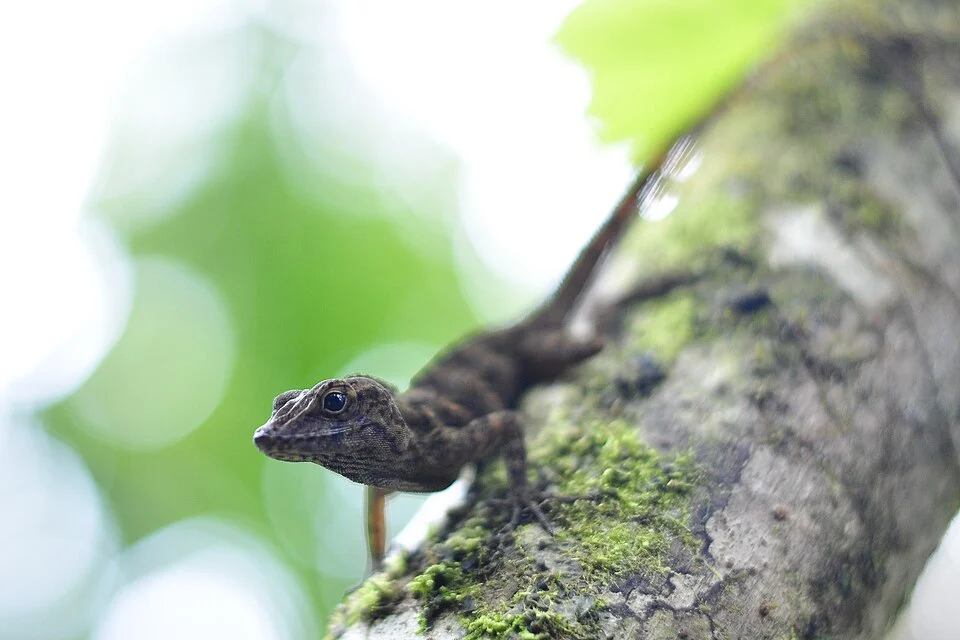 Anolis gundlachi frontal view