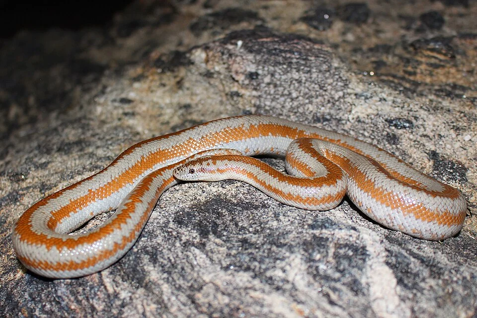 Rosy boa (Lichanura orcutti), San Bernardino County, California. Found on the road at 11:30pm. Surface temperature 68F, air temperature approximately 65F. Moved off the road to safety and released.