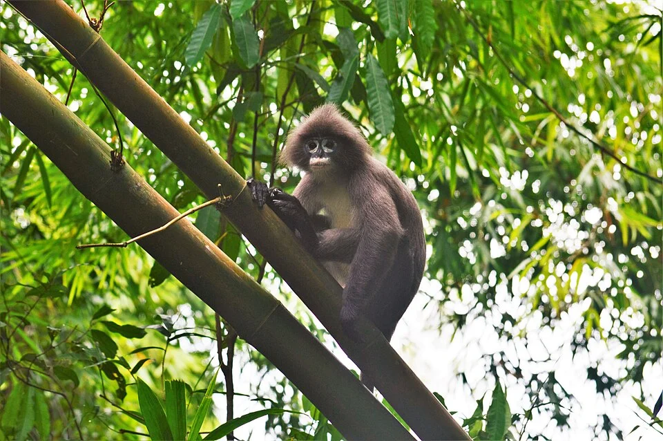 লাউয়াছড়ার জীবন চিত্র :
চশমাপরা হনুমান
ইংরেজি: Phayre's Leaf Monkey
বৈজ্ঞানিক নাম: Trachypithecus phayrei
হনুমানের একটি বিশেষ জাত।