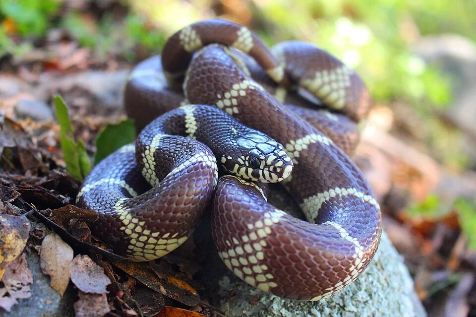 A California kingsnake from Sacramento County, California, USA.