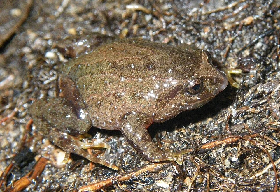 Anstisia lutea from Walpole, Western Australia