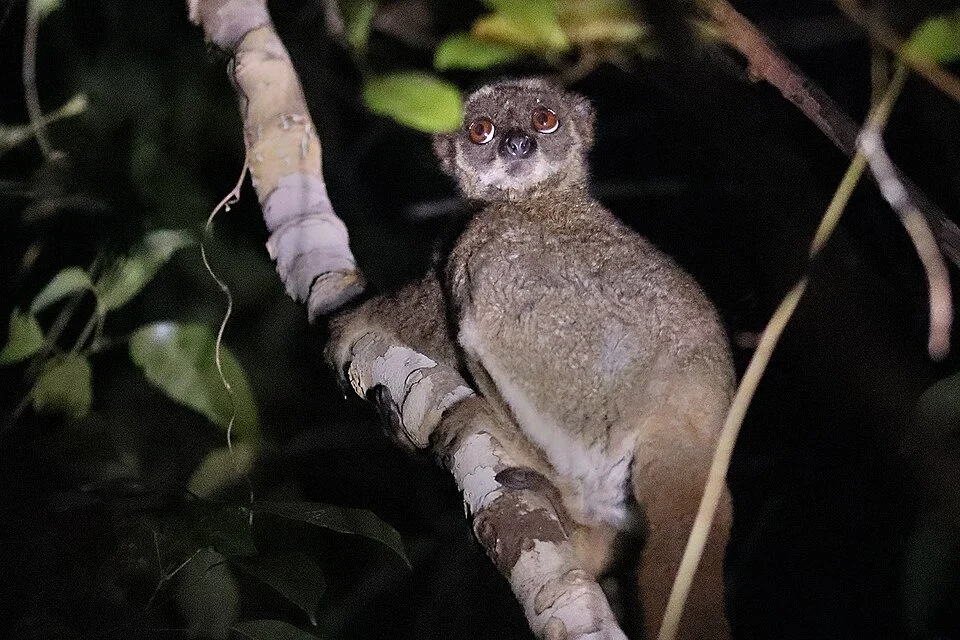 Bemaraha Woolly Lemur (Avahi cleesei) in Madagascar