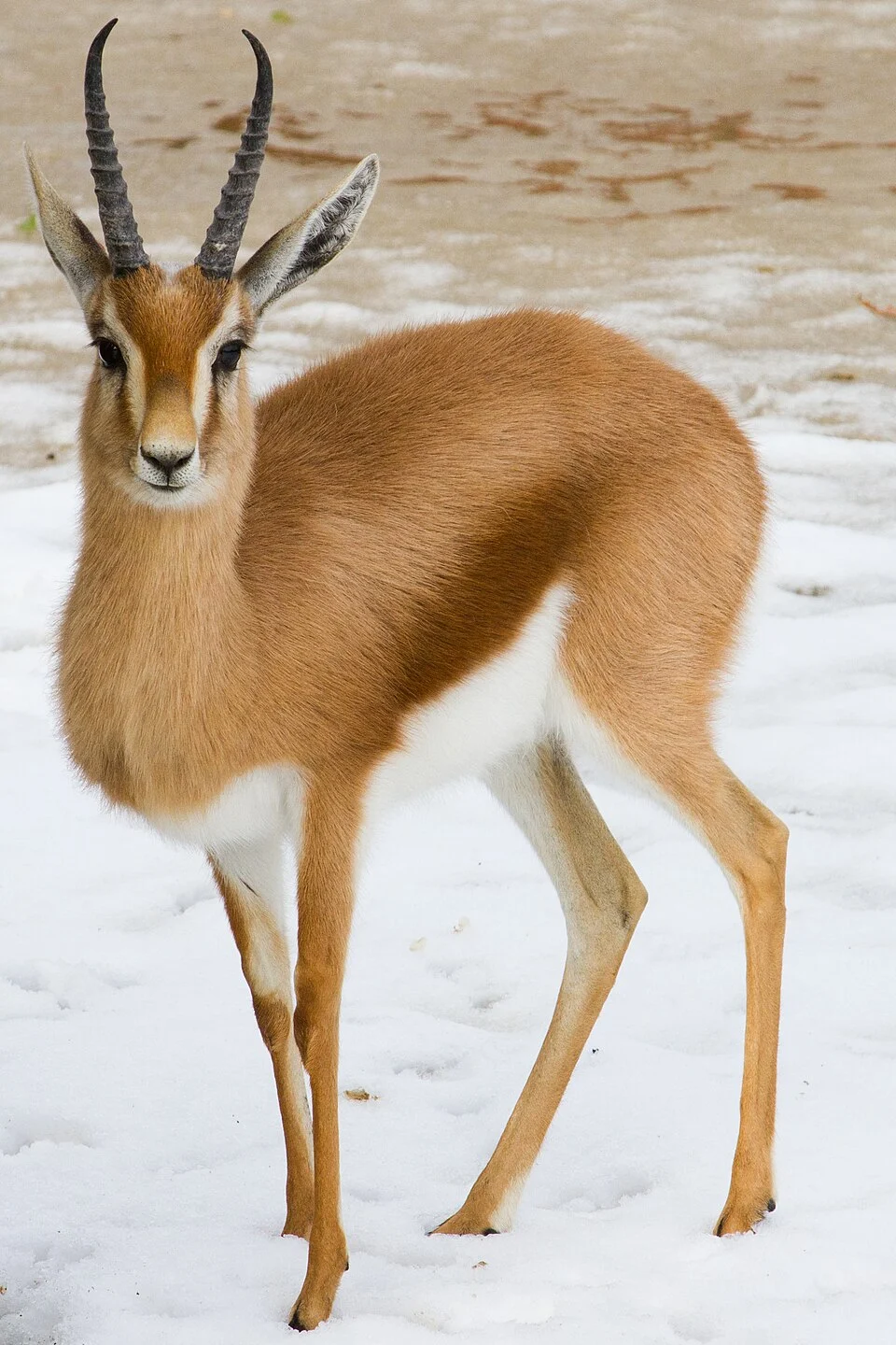 Dorcas Gazelle (Gazella dorcas) at Marwell Wildlife in Hampshire, England