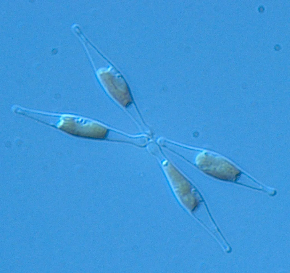 Light micrograph of four elongated Phaeodactylum tricornutum diatom cells with visible internal bodies against a blue background