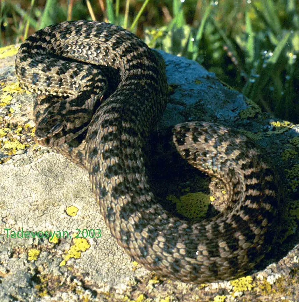 Adult male of Vipera darevskii