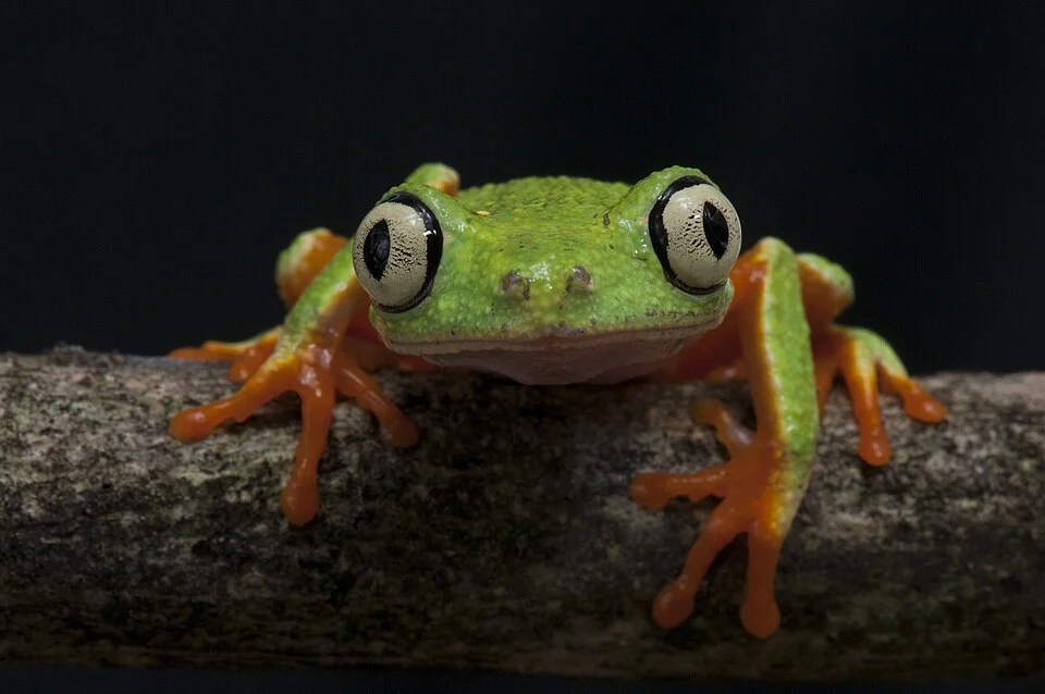 Perereca - verde - Agalychnis aspera - Espécie pequena e arborícola que só pode ser encontrada no Sul da Bahia.