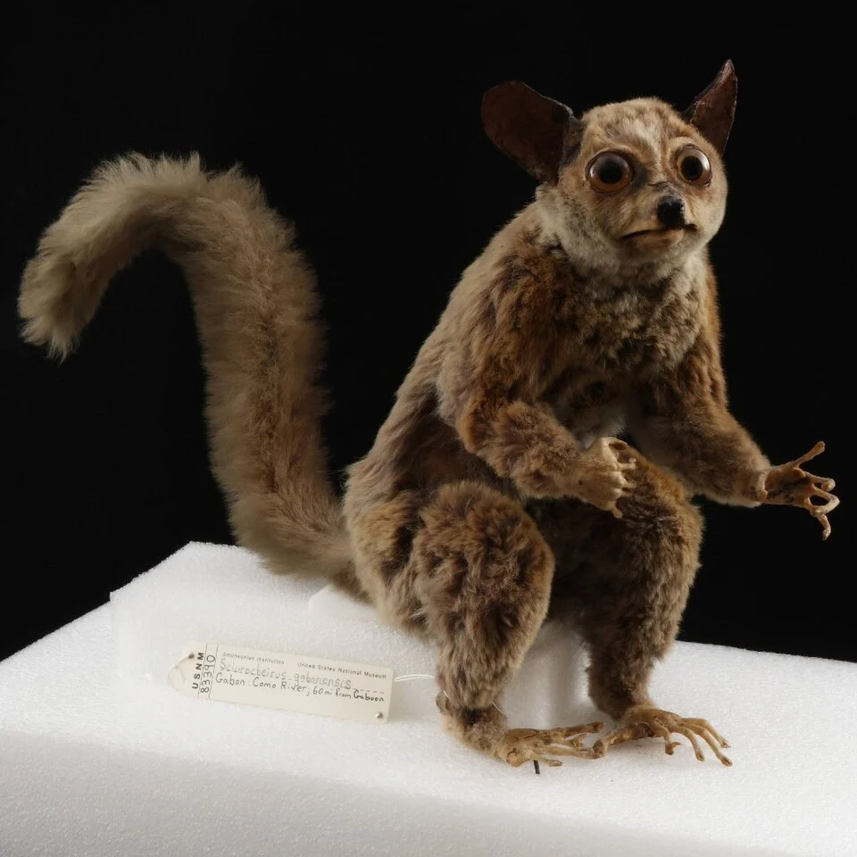 USNM 83390 Sciurocheirus gabonensis Mount. Como River, 60 Mi From Gabon (Libreville)