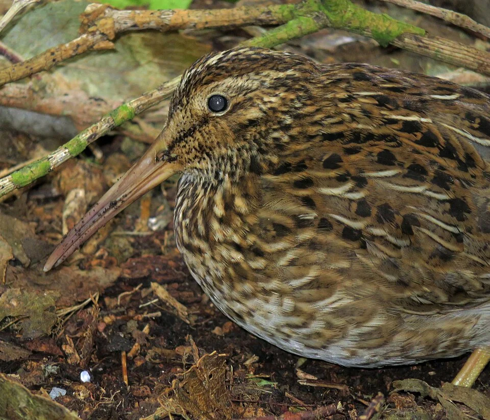 Chatham Islands Snipe (Coenocorypha pusilla)