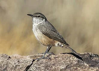 A rock wren near Joshua Tree National Park