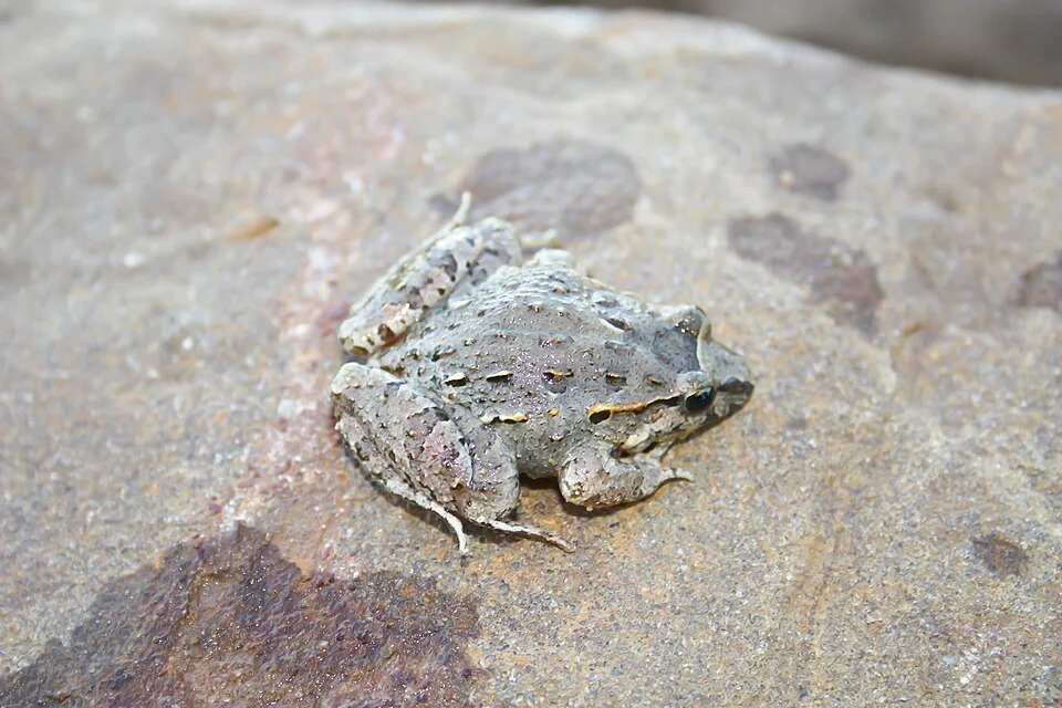 Subadult D. scovazzi (Morocco)