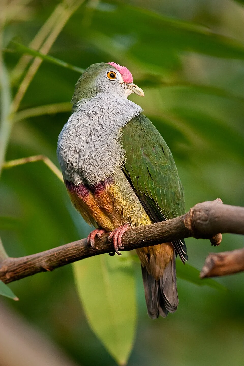 Beautiful Fruit-dove (also known as the Rose-fronted Pigeon and Crimson-capped Fruit-dove) at Artis Zoo, Amsterdam, Netherlands.