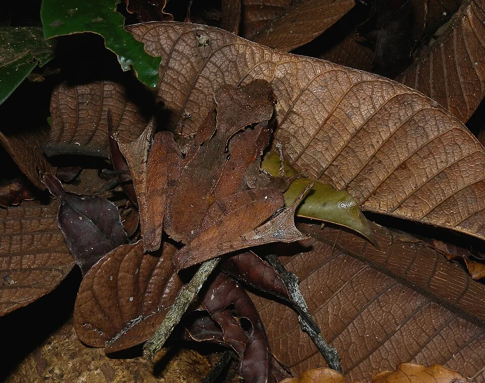 Gephyromantis luteus, Nosy Mangabe, Madagascar