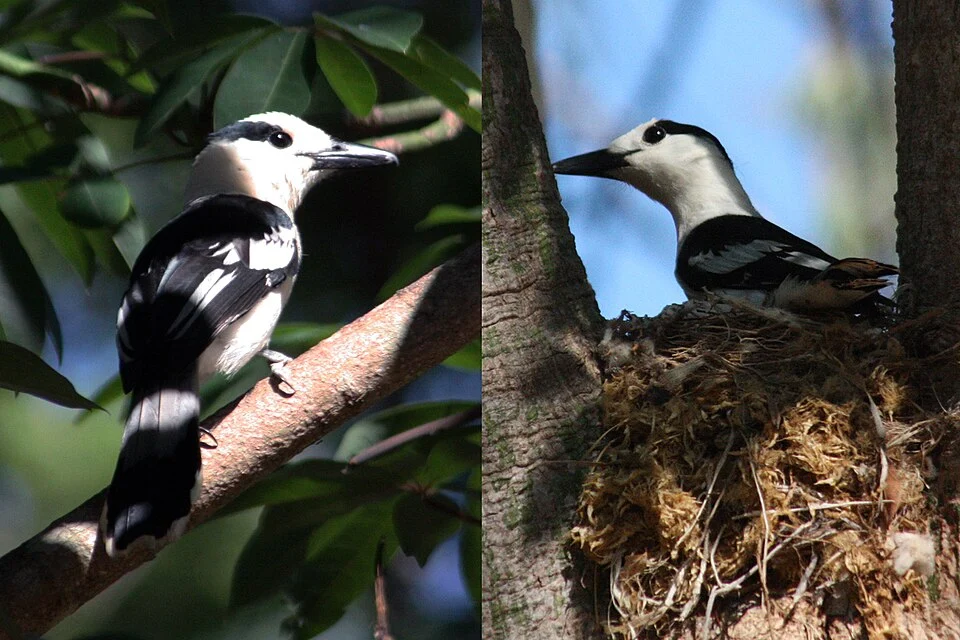 Hook-billed vanga (Vanga curvirostris) female nesting in Anjajavy Forest, Madagascar. Both images are of the same bird.