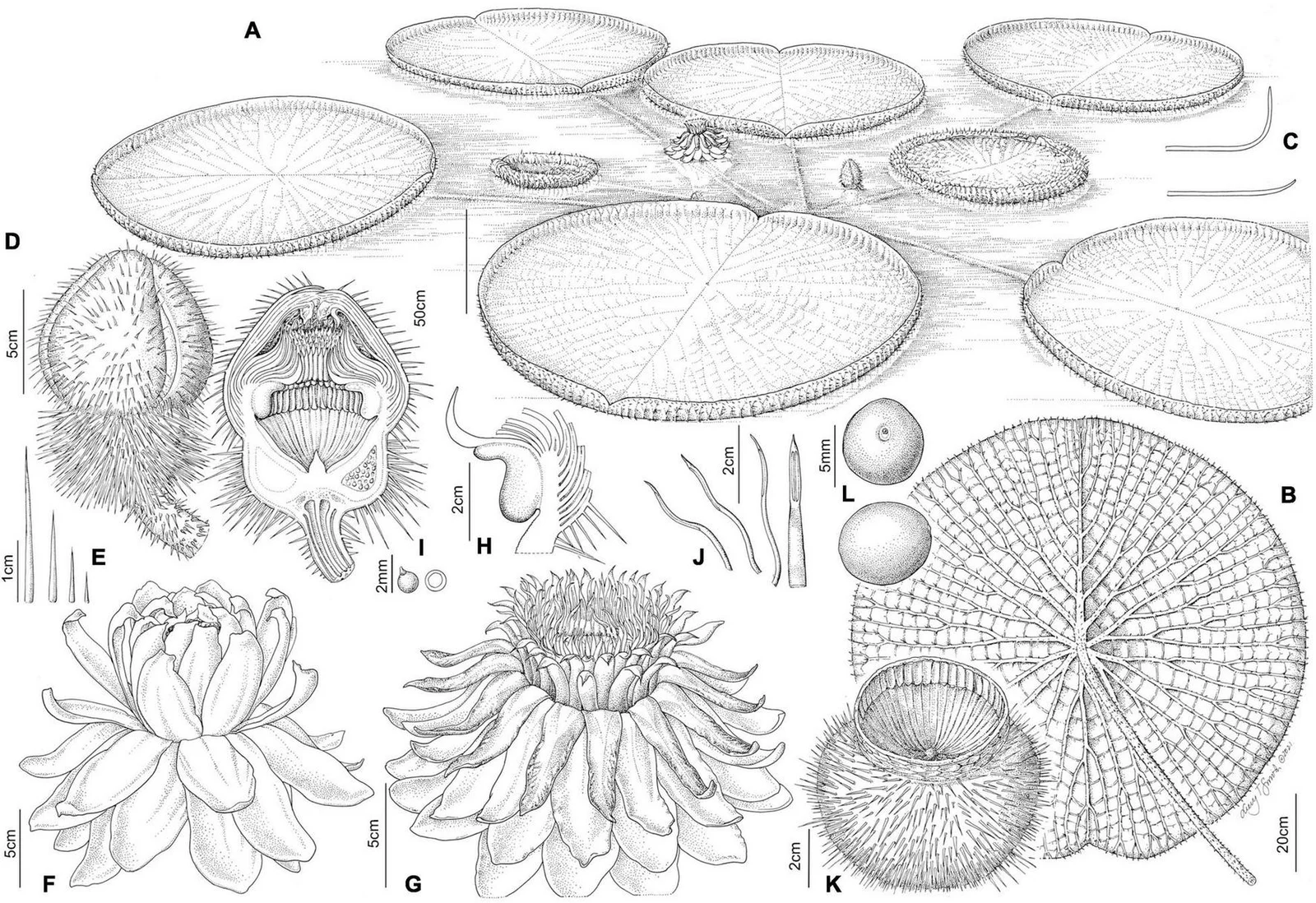 Botanical plate of Victoria amazonica: leaves, flowers, fruit and seed in labelled panels.