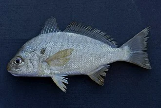 Spot ( Leiostomus xanthurus )