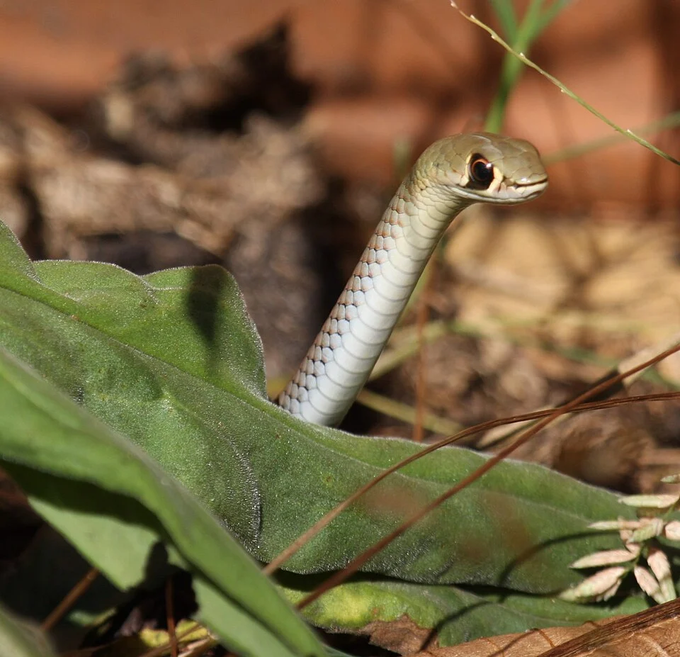 Yellow-faced Whip-Snake (Demansia psammophis) Kobble Creek, SE Queensland, Australia