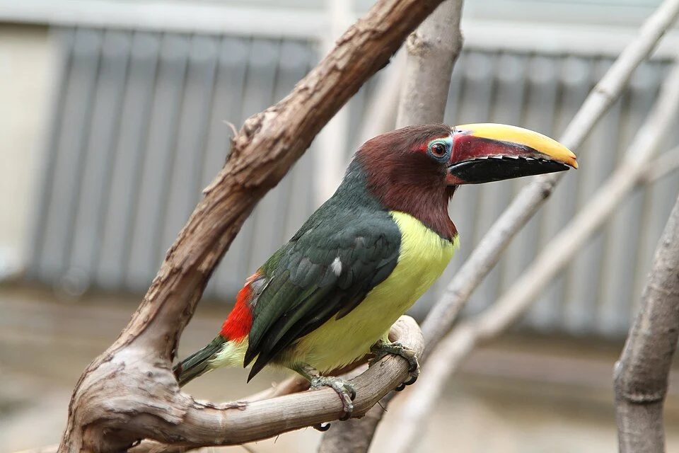 A female Green Aracari at Philadelphia Zoo, Pennsylvania, USA.