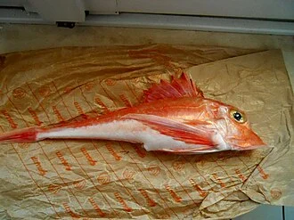 Trigla lyra collected on Grosseto fish market (Tuscany, W-Central Italy). Photo by Massimiliano Marcelli.