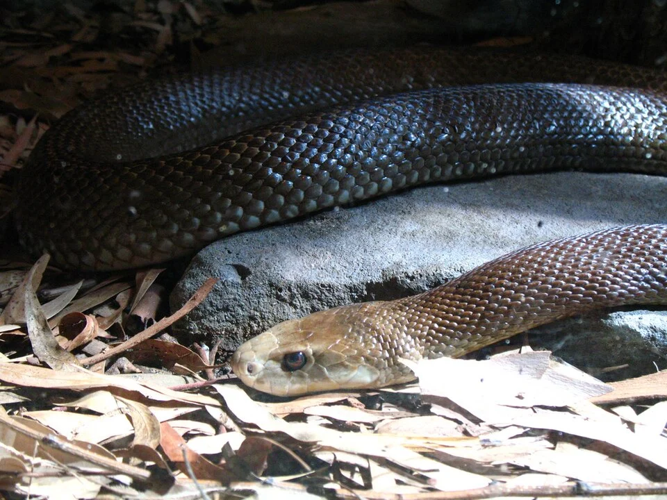 Coastal Taipan, Taronga Zoo, from behind a nice solid pane of glass.