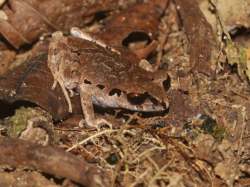 Leptobrachella sola - Hala Bala litter toad near Bang Lang National Park, Thailand. Photo by Ian Dugdale. Original iNaturalist observation here: https://www.inaturalist.org/observations/301780340