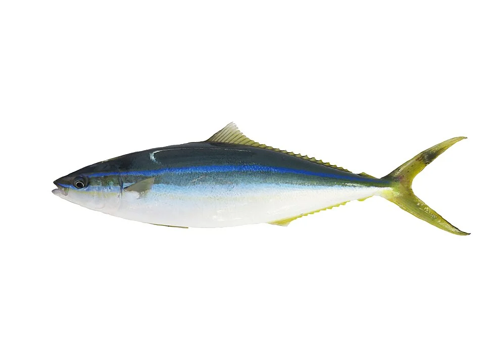 Prodigalson / green salmon / green dofin / galate / rainbow runner (local names from Réunion): species of fish found in the tropical waters of the Indian Ocean. It can measure up to 120cm and reach depths of 40m. This fish was photographed during field sampling (SIH, Fisheries Information System) or laboratory dissections (research projects). The photo in PNG format (without background) is available from the associated dataset.