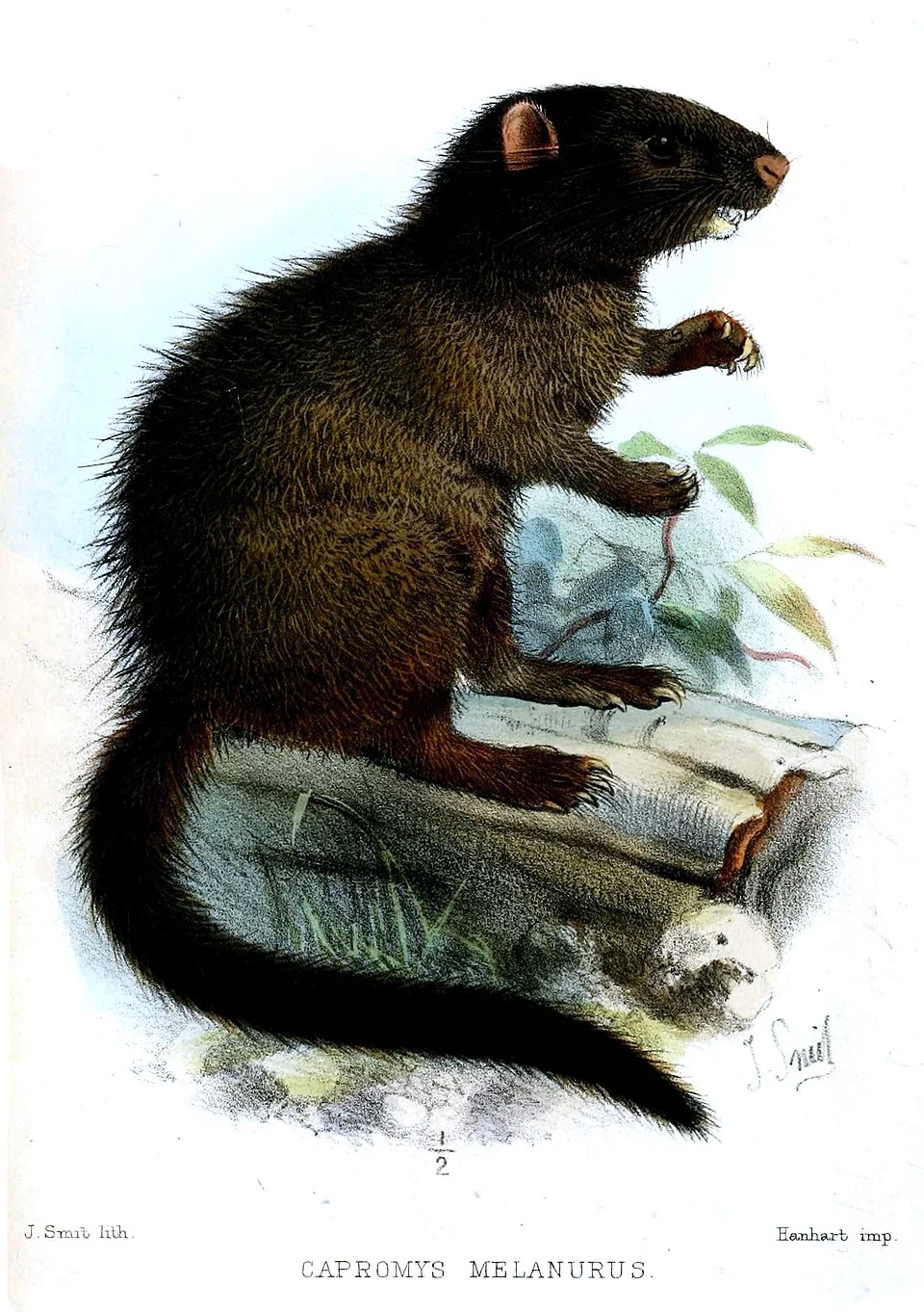 Capromys melanurus = Mysateles melanurus = Mesocapromys melanurus