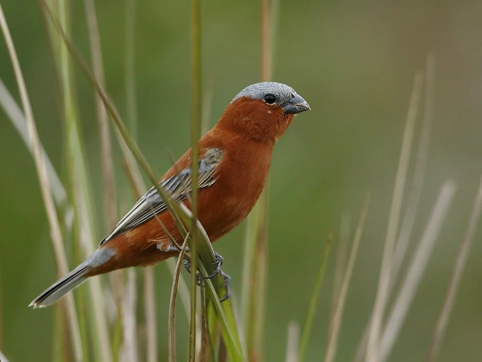 Chestnut Seedeater (male); Iberá marshes, Corrientes, Argentina