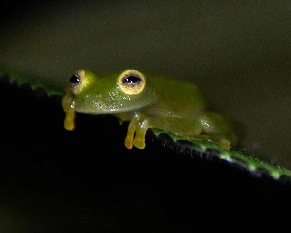 Hyalinobatrachium chirripoi, observed at the Research Station at Veragua in Costa Rica