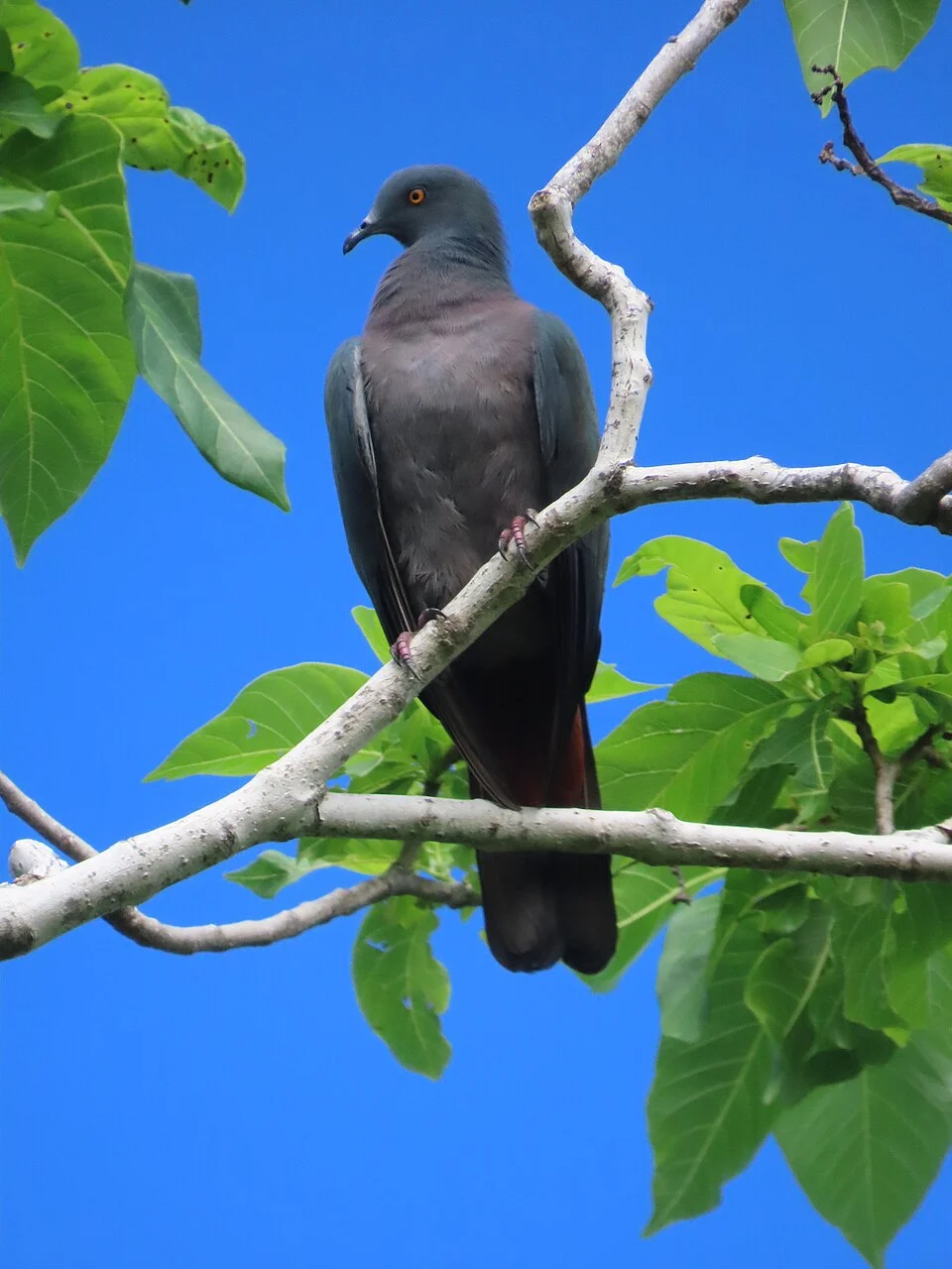 Ducula whartoni, Christmas Island 6798, Christmas Island, 2026-02-27 (iNaturalist).