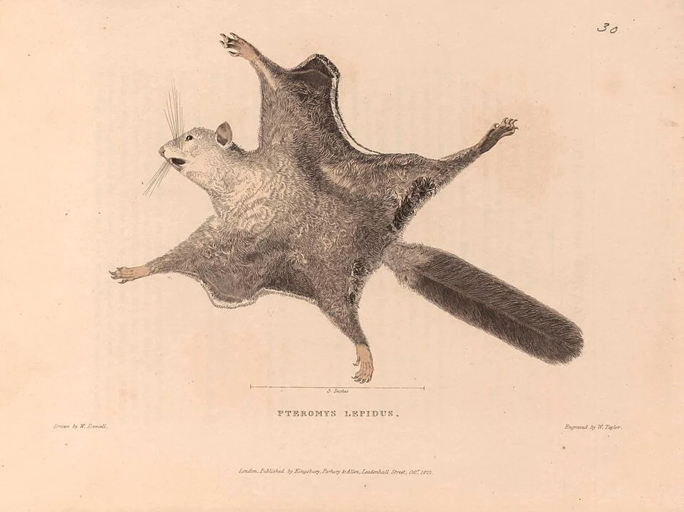 Pteromys lepidus dina Zoological Researches in Java, and the Neighbouring Islands karya Thomas Horsfield