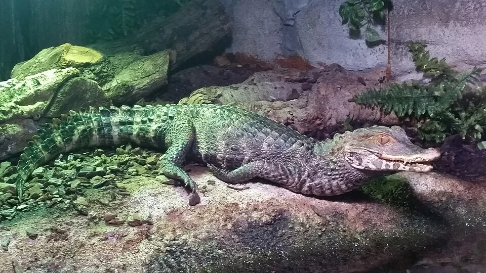Cuvier's dwarf caiman (Paleosuchus palpebrosus) in Southend-on-Sea aquarium, England.