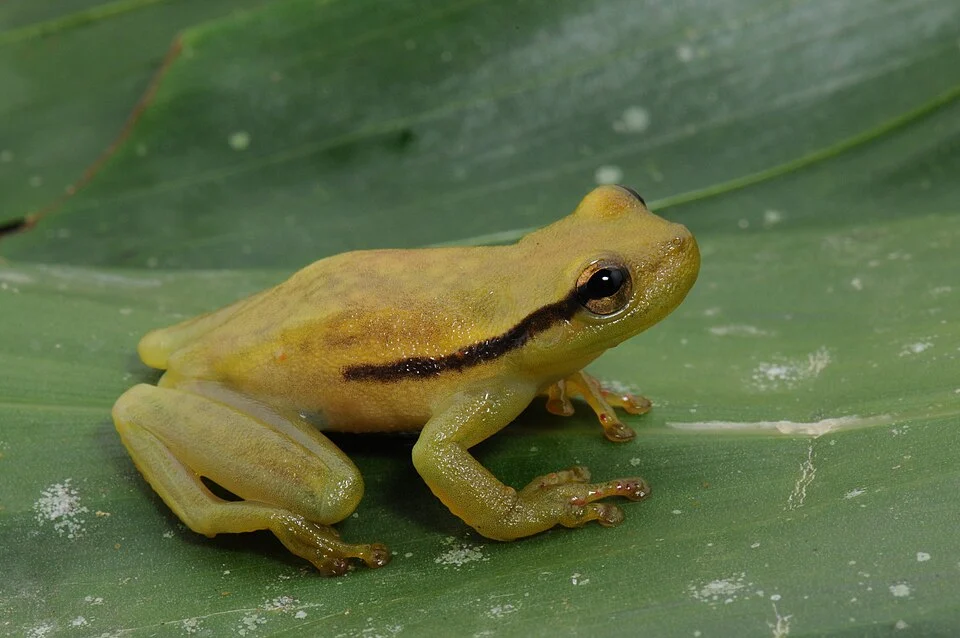 Perereca-de-bromélia - Phyllodytes maculosus - Espécie endêmica da Mata Atlântica, a imagem foi registrada na Bahia.