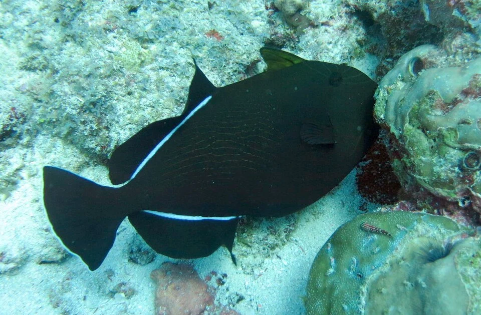 Un baliste à nageoires noires (Melichthys indicus ) aux Maldives (atoll de Baa).